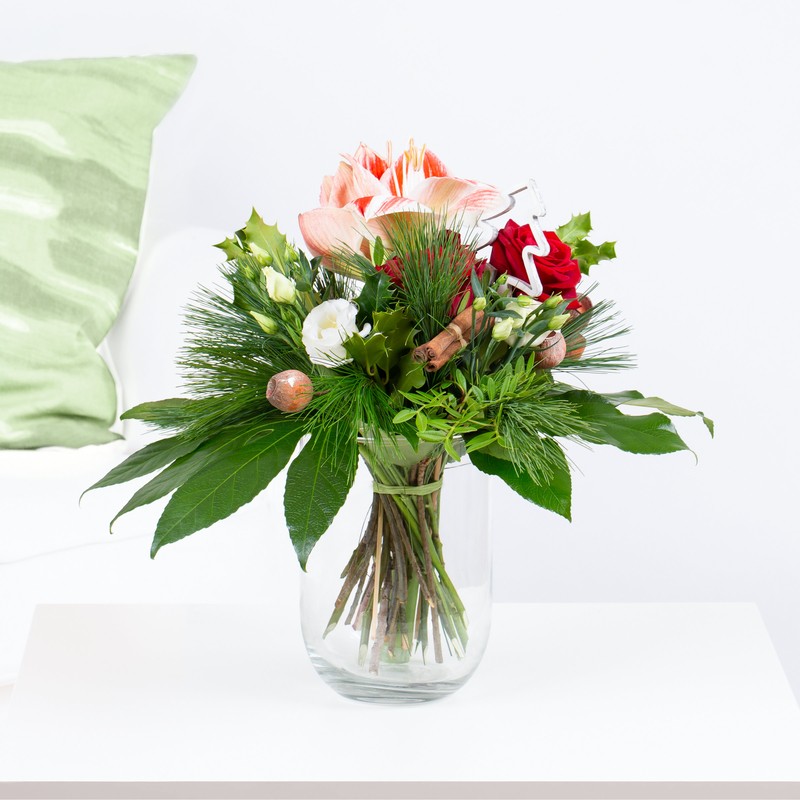 Amaryllis "Christmas Greetings"